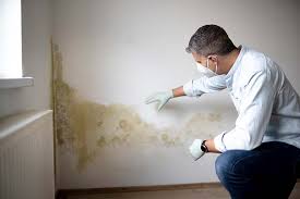 Best Attic Mold Removal in Pablo, MT